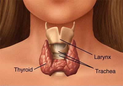 Thyroid.jpg